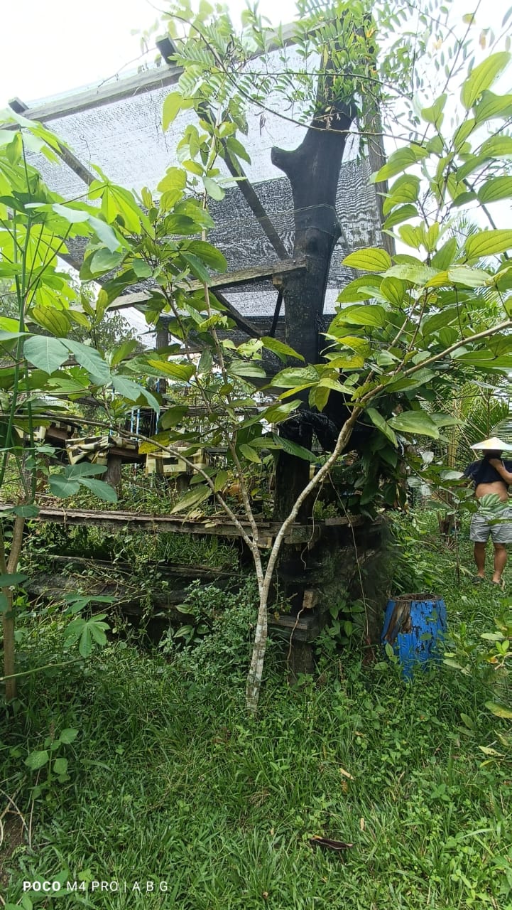 Pohon Lapiu yang berhasil ditanam di pekarang rumah Marli Kamis, di Tanjung Selor Bulungan. (foto/paktaniku)